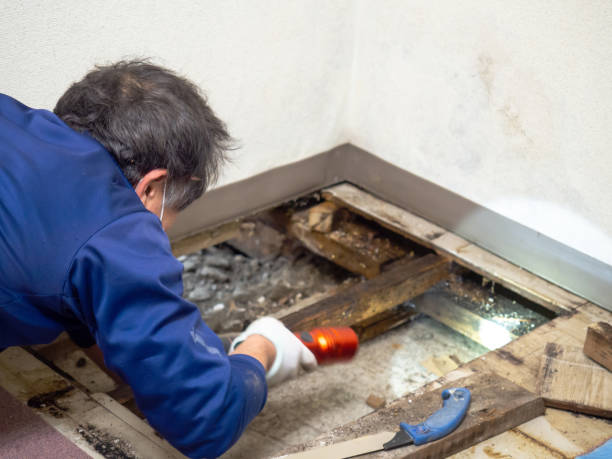 Best Mold Remediation  in Campbellsburg, KY