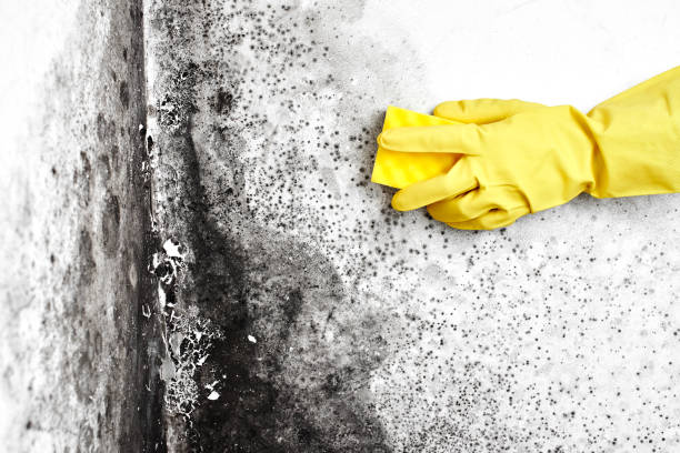 Best Mold Remediation  in Campbellsburg, KY