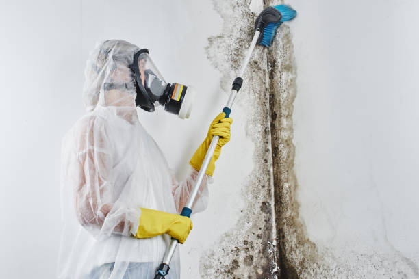 Best Local Mold Removal Service  in Campbellsburg, KY