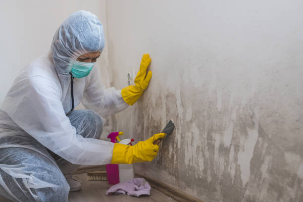 Best Mold Removal Company Near Me  in Campbellsburg, KY
