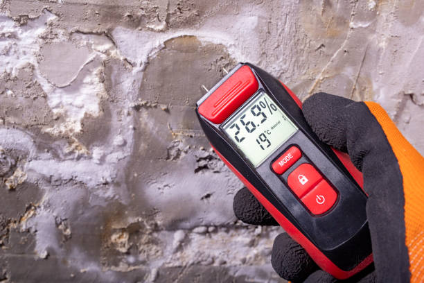 Best Mold Damage Repair  in Campbellsburg, KY
