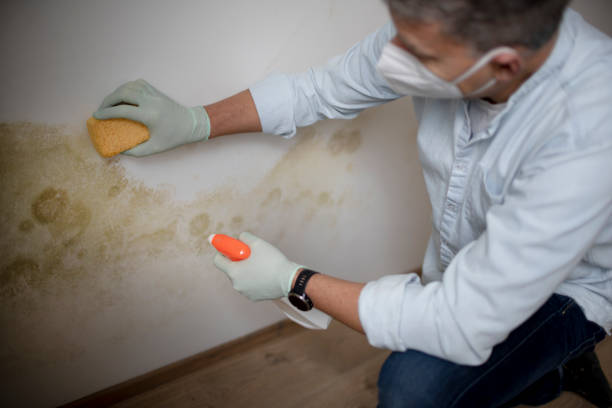 Best Certified Mold Removal  in Campbellsburg, KY