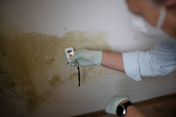 Best Mold Cleaning Services  in Campbellsburg, KY