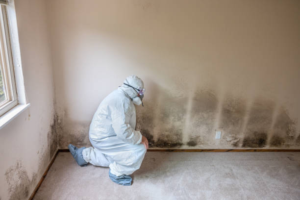 Best Mold Remediation Experts  in Campbellsburg, KY