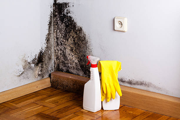Best Fast Mold Removal  in Campbellsburg, KY