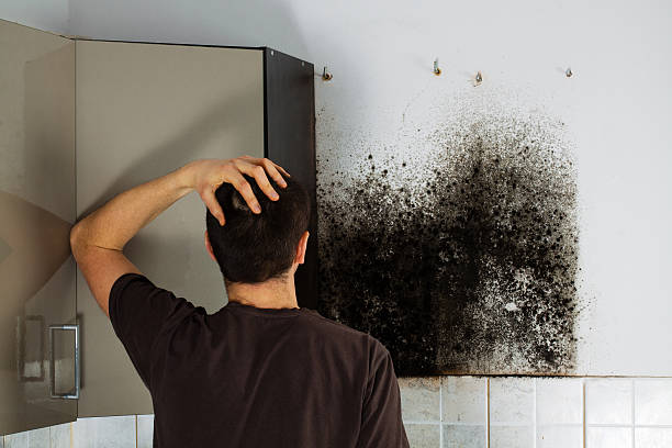 Reliable Campbellsburg, KY Mold Removal Solutions