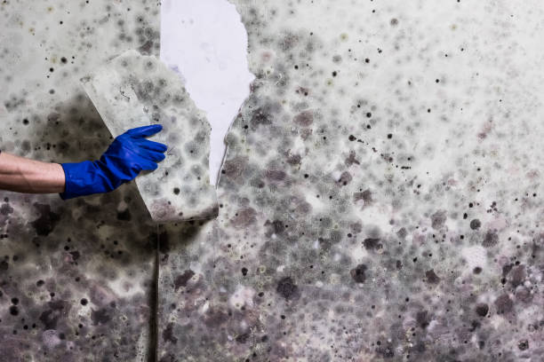 Best Black Mold Removal  in Campbellsburg, KY