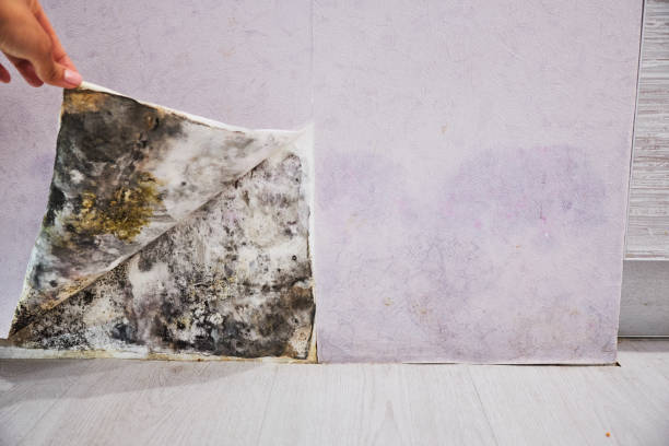 Best Affordable Mold Removal  in Campbellsburg, KY